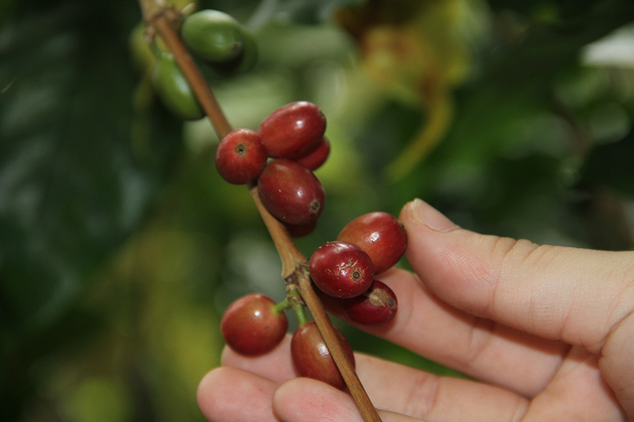Our coffee is 100% Arabica coffee berries