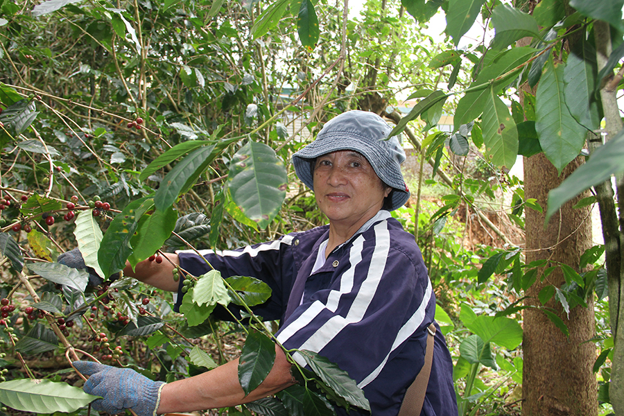 Mother is the Owner and CEO of Benguet Coffee, Inc.